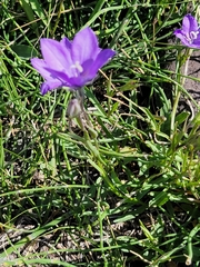 Campanula parryi