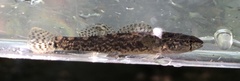 Etheostoma crossopterum