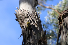 Nesoptilotis flavicollis