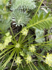 Chamaesciadium acaule