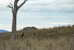Osphranter robustus robustus