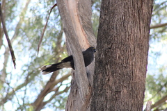 Strepera versicolor arguta