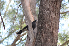Strepera versicolor arguta