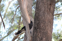 Strepera versicolor arguta