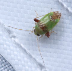 Anthophilolygus bakeri