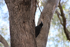 Strepera versicolor arguta
