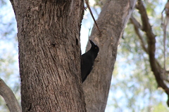 Strepera versicolor arguta