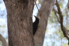 Strepera versicolor arguta