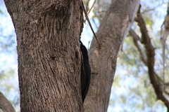 Strepera versicolor arguta