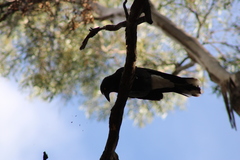 Strepera versicolor arguta