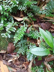 Scolopendra mutilans