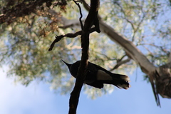 Strepera versicolor arguta