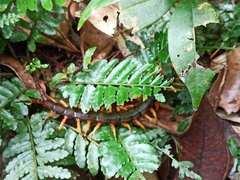 Scolopendra mutilans