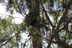 Strepera versicolor arguta