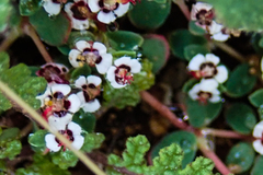 Euphorbia polycarpa polycarpa