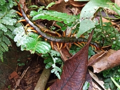 Scolopendra mutilans