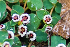 Euphorbia polycarpa polycarpa