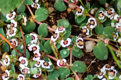 Euphorbia polycarpa polycarpa
