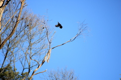 Phylidonyris novaehollandiae canescens