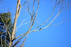 Phylidonyris novaehollandiae canescens