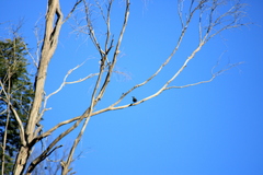 Phylidonyris novaehollandiae canescens