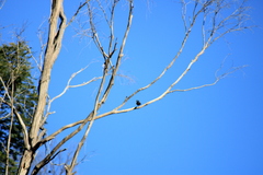 Phylidonyris novaehollandiae canescens