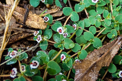 Euphorbia polycarpa polycarpa