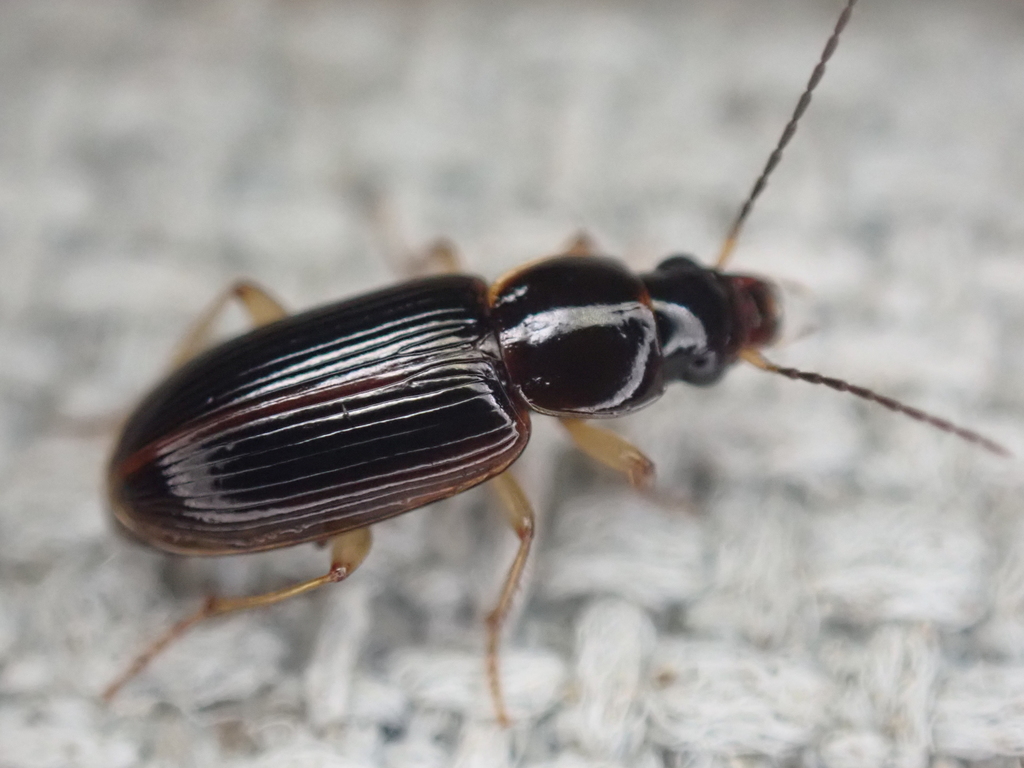 Stenolophus ochropezus
