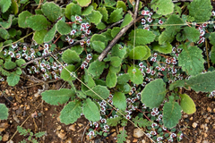 Euphorbia polycarpa polycarpa