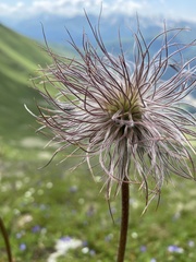 Pulsatilla aurea