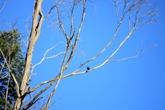 Phylidonyris novaehollandiae canescens