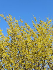 Hamamelis mollis