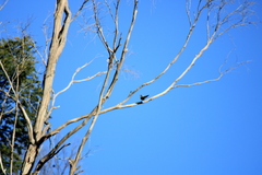 Phylidonyris novaehollandiae canescens