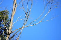 Phylidonyris novaehollandiae canescens