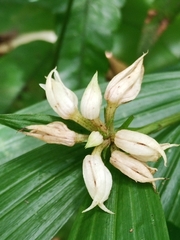 Tropidia curculigoides