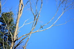 Phylidonyris novaehollandiae canescens