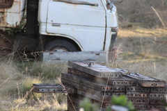 Malurus cyaneus cyaneus