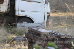 Malurus cyaneus cyaneus