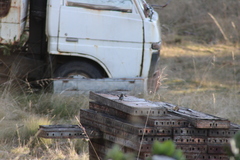 Malurus cyaneus cyaneus