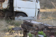 Malurus cyaneus cyaneus