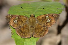 Pseudocoladenia