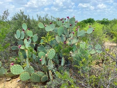 Opuntia aciculata