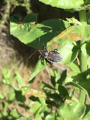 Acourtia microcephala