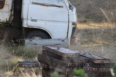 Malurus cyaneus cyaneus