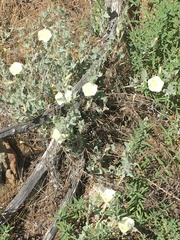 Calystegia malacophylla