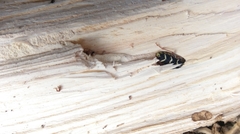 Neoclytus caprea