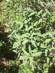 Frangula californica tomentella