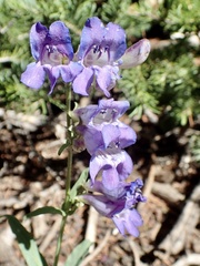 Penstemon leiophyllus