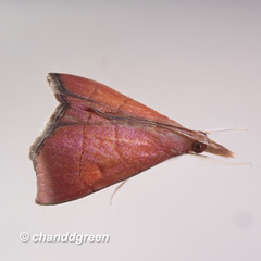 Hemiscopis sanguinea
