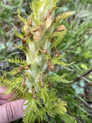 Pedicularis condensata